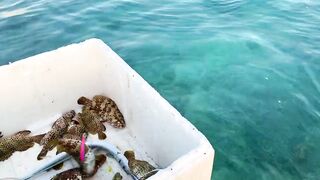 Hulhumale Beach - группер с берега и проверка снастей на Мальдивах