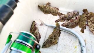 Hulhumale Beach - группер с берега и проверка снастей на Мальдивах