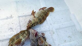 Hulhumale Beach - группер с берега и проверка снастей на Мальдивах