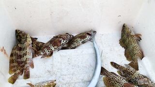 Hulhumale Beach - группер с берега и проверка снастей на Мальдивах