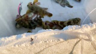 Hulhumale Beach - группер с берега и проверка снастей на Мальдивах