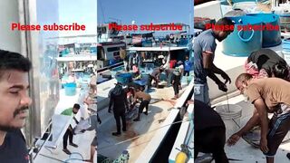 Крупные тунцы в Хулхумале – разгрузка улова у рынка