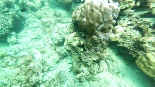 Vilimale: скрытый подводный уголок и почему сюда хотят ныряльщики