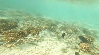 Vilimale: скрытый подводный уголок и почему сюда хотят ныряльщики