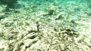 Vilimale: скрытый подводный уголок и почему сюда хотят ныряльщики