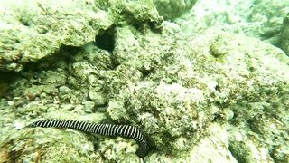 Vilimale: скрытый подводный уголок и почему сюда хотят ныряльщики