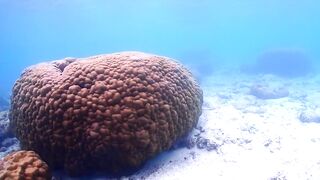 Vilimale’ бюджетно: городской остров, пляжи, кафе и удобные споты для снорка