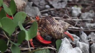 Himmafushi — бюджетный отдых, серф и вечерние забросы на рифе