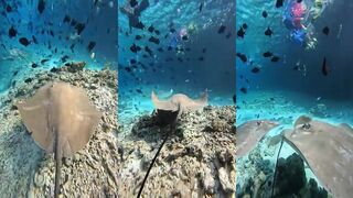 Himmafushi скаты под лодкой и как не мешать им во время снорка