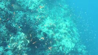Himmafushi 2018 — Banana Reef с дрона и рыбзавод на Мальдивах