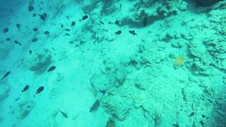 Himmafushi 2018 — Banana Reef с дрона и рыбзавод на Мальдивах