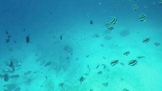 Himmafushi 2018 — Banana Reef с дрона и рыбзавод на Мальдивах