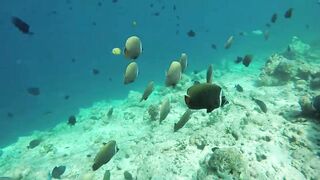 Himmafushi 2018 — Banana Reef с дрона и рыбзавод на Мальдивах