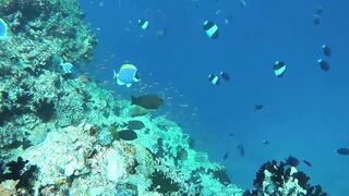Himmafushi 2018 — Banana Reef с дрона и рыбзавод на Мальдивах