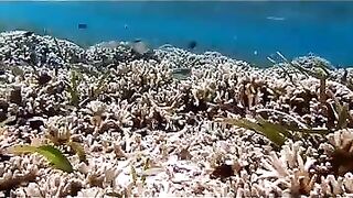 Снорклинг на Химмафуши – рифовые плато и быстрые скаты