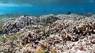 Снорклинг на Химмафуши – рифовые плато и быстрые скаты