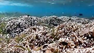 Снорклинг на Химмафуши – рифовые плато и быстрые скаты