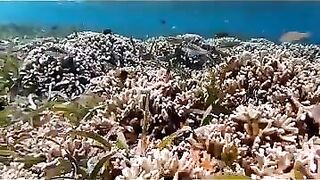 Снорклинг на Химмафуши – рифовые плато и быстрые скаты