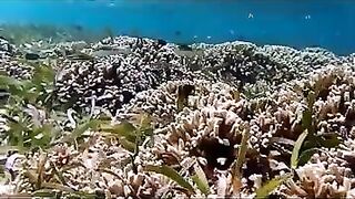 Снорклинг на Химмафуши – рифовые плато и быстрые скаты