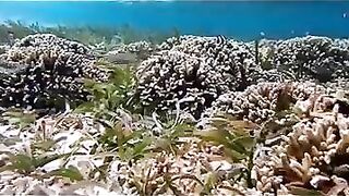 Снорклинг на Химмафуши – рифовые плато и быстрые скаты