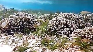 Снорклинг на Химмафуши – рифовые плато и быстрые скаты