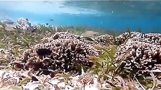 Снорклинг на Химмафуши – рифовые плато и быстрые скаты