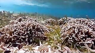 Снорклинг на Химмафуши – рифовые плато и быстрые скаты