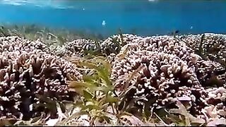 Снорклинг на Химмафуши – рифовые плато и быстрые скаты