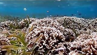 Снорклинг на Химмафуши – рифовые плато и быстрые скаты