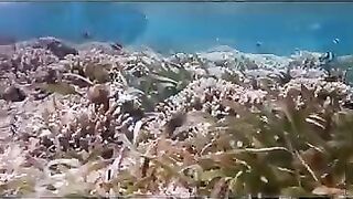 Снорклинг на Химмафуши – рифовые плато и быстрые скаты