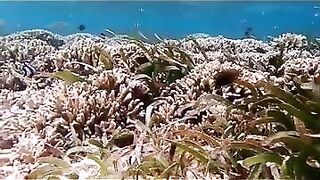 Снорклинг на Химмафуши – рифовые плато и быстрые скаты