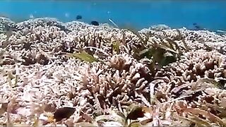 Снорклинг на Химмафуши – рифовые плато и быстрые скаты