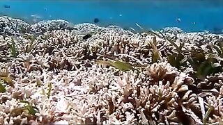 Снорклинг на Химмафуши – рифовые плато и быстрые скаты