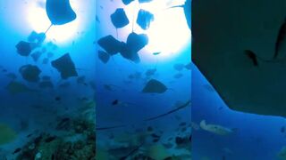 Himmafushi Tiger Port: скаты, столбы света под водой и мягкая дрейф-съёмка