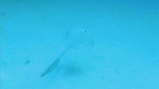 Хаус-риф Four Seasons Kuda Huraa – коралловая кромка и рифовая мелочь