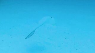 Хаус-риф Four Seasons Kuda Huraa – коралловая кромка и рифовая мелочь