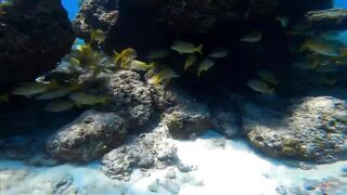 Хаус-риф Four Seasons Kuda Huraa – коралловая кромка и рифовая мелочь