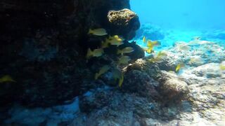 Хаус-риф Four Seasons Kuda Huraa – коралловая кромка и рифовая мелочь