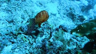 Хаус-риф Four Seasons Kuda Huraa – коралловая кромка и рифовая мелочь