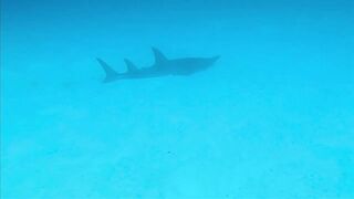 Хаус-риф Four Seasons Kuda Huraa – коралловая кромка и рифовая мелочь