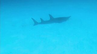 Хаус-риф Four Seasons Kuda Huraa – коралловая кромка и рифовая мелочь