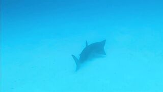 Хаус-риф Four Seasons Kuda Huraa – коралловая кромка и рифовая мелочь