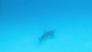 Хаус-риф Four Seasons Kuda Huraa – коралловая кромка и рифовая мелочь