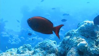 Хаус-риф Four Seasons Kuda Huraa – коралловая кромка и рифовая мелочь