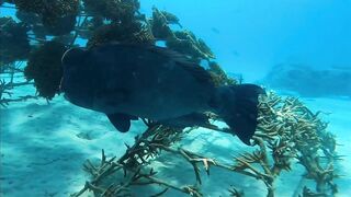 Хаус-риф Four Seasons Kuda Huraa – коралловая кромка и рифовая мелочь