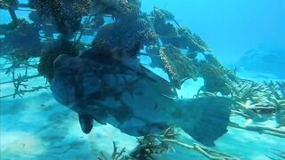 Хаус-риф Four Seasons Kuda Huraa – коралловая кромка и рифовая мелочь