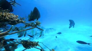 Хаус-риф Four Seasons Kuda Huraa – коралловая кромка и рифовая мелочь