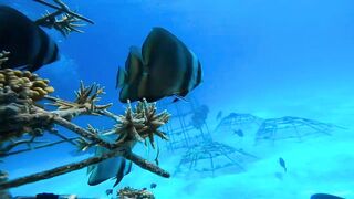 Хаус-риф Four Seasons Kuda Huraa – коралловая кромка и рифовая мелочь