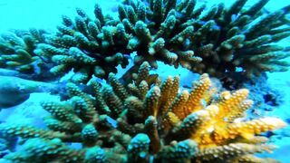 Хаус-риф Four Seasons Kuda Huraa – коралловая кромка и рифовая мелочь