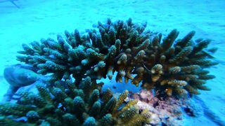 Хаус-риф Four Seasons Kuda Huraa – коралловая кромка и рифовая мелочь